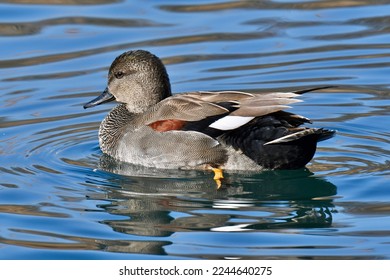 Gadwall, scientific name anas strepera, taken in Geneva CH.