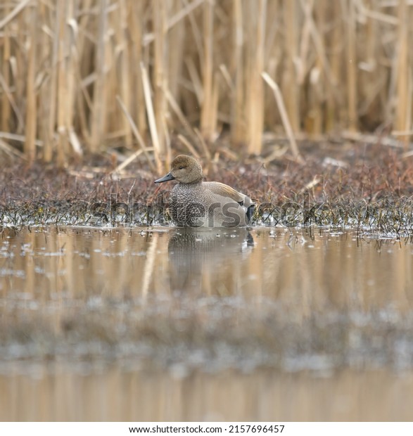 Gadwall swimming in a lake, it`s a\
fairly large duck with extensive range across Northern Hemisphere.\
Males are mostly gray with a black rear end and puffy\
head.