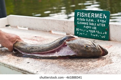 Gag Grouper Being Cleaned On Fishing Dock