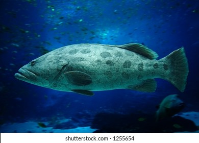 Gag Grouper (isolated)