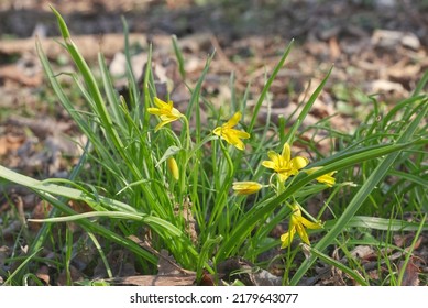 Gagea Flower, Genus Of Lily Family, Early Spring Yellow Blooming Plant. Also Know As Yellow Star-of-Bethlehem.