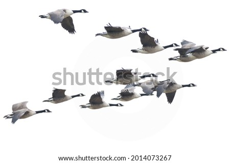 Gaggle of Canada Geese in Formation Flight against a White Sky, Suffolk