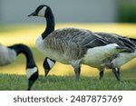 A gaggle of Canadian Geese with an isolated goose with a feather in its beak.