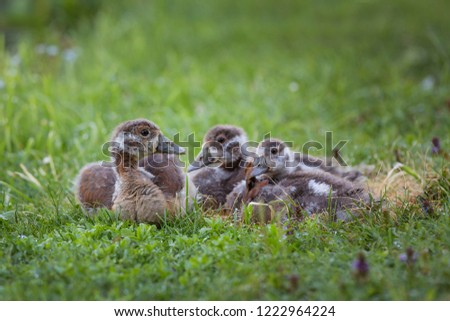 Similar – Gelbes Baby Muskovy Entenküken Cairina moschata