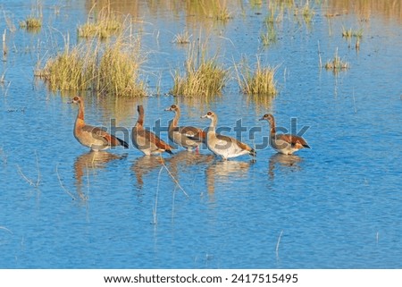 A Gaggle of Egyptian Goose Wandering the Chobe River in Botswana Stockfoto © 