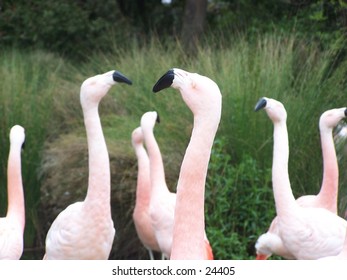 Gaggle of Flamingoes", a family of flamingoes at the San Francisco Zoo.