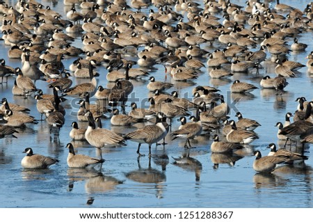 A Gaggle Of Geese Stockfoto © 
