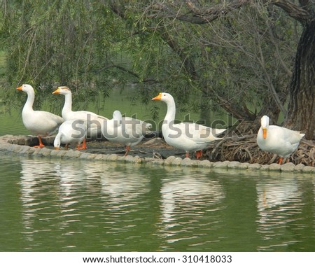 A gaggle of geese near Rajghat in Delhi