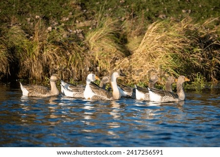 Gaggle of geese on the river. Domestic geese enjoying the water in the evening Stockfoto © 