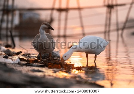 Gaggle of geese searching for food on garbage in the bank of Brahmaputra river during sunset. Stockfoto © 