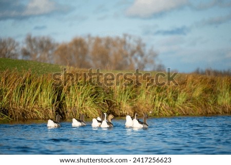 Gaggle of geese swimming on the river. Domestic animals geese on the water in countryside Stockfoto © 