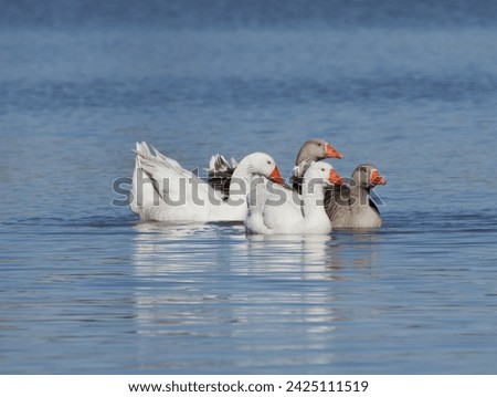 A gaggle of Greylag Geese or Graylag Geese (Anser anser) A. a. domesticus swimming in a lagoon. Stockfoto © 