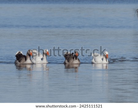 A gaggle of Greylag Geese or Graylag Geese (Anser anser) A. a. domesticus swimming in a lagoon. Stockfoto © 