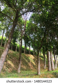 The Gaharu Tree / Agarwood Tree Plantation