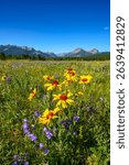 Gaillardia, harebells, and other wildflowers in the Castle Wildland Area of southern Alberta