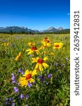 Gaillardia, harebells, and other wildflowers in the Castle Wildland Area of southern Alberta