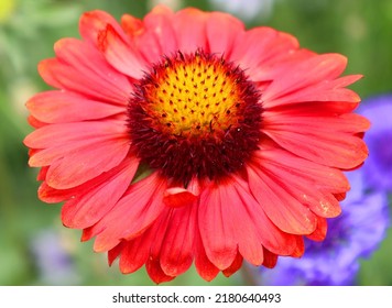 Gaillardia pulchella (firewheel, Indian blanket, Indian blanketflower, or sundance), is a North American species of short-lived perennial or annual flowering plants in the sunflower family