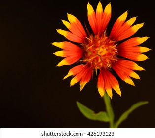 Gaillardia pulchella (firewheel, Indian blanket, Indian blanketflower, Indian paintbrush, or sundance)