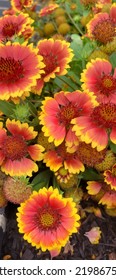 Gaillardia Pulchella Or Indian Blanket Perennial Sunflower 