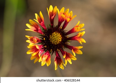 Gaillardia x grandiflora 'Fanfare Blaze' - Shutterstock ID 406528144