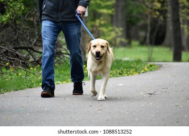 Gain Noise, Blurry Focus Hand Holding Leash ,dog Walker