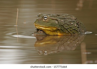 Gaint Bull Frog Portrait