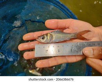 Gaint Carp Fish With Measurement By Ruler