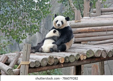 Gaint Panda.Mother Panda with small baby panda , endangered speicies and  protected. Selective focus.