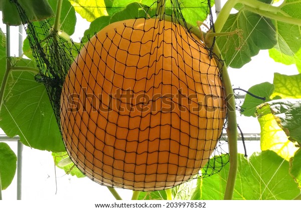 Gaint Pumpkin Plants Grow Melon Tunnel Stock Photo (Edit Now) 2039978582