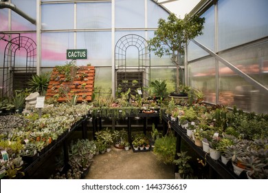 Garden Plants For Sale Stock Photos Images Photography
