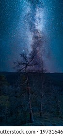 Galactic Core Rising Over The Forest