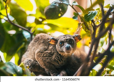 Galago Bush Baby At Zanzibar