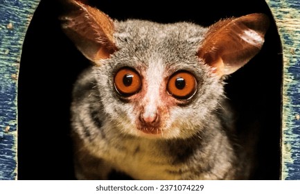 Galagos, also known as bush babies, or nagapies, are small, saucer-eyed primates that spend most of their lives in trees. there are at least 20 species of galagos.
