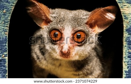 Galagos, also known as bush babies, or nagapies, are small, saucer-eyed primates that spend most of their lives in trees. there are at least 20 species of galagos. [[stock_photo]] © 
