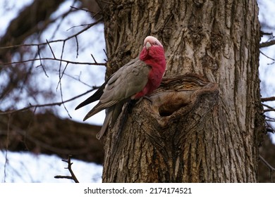 Galah Bird Sitting In A Tree