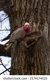 Galah Bird Sitting In A Tree