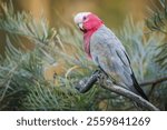 A galah cockatoo, an iconic Australia bird with its pink and grey feathers, perches on a branch and looks around with curiosity in a suburban garden on the Gold Coast in Queensland, Australia.