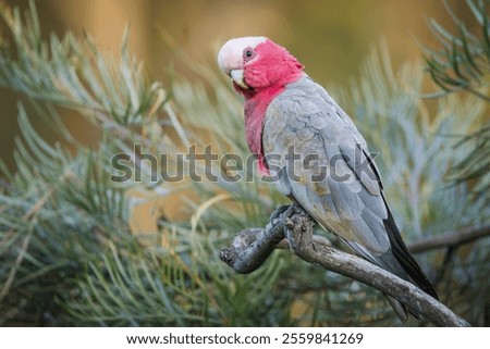 Similar – Image, Stock Photo Curious Burleigh Heads