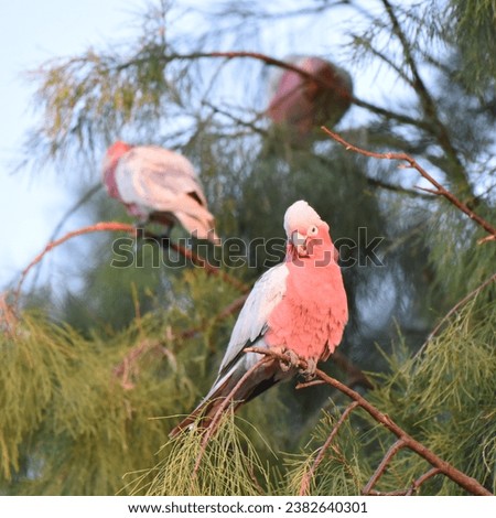 The Galah (Eolophus roseicapilla) is a common and familiar bird across almost the entire Australian continent, and occurs in a wide range of habitats, including urban areas, parks, and gardens