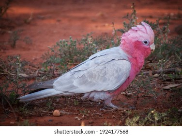 Galah, Eolophus roseicapilla, also known as the pink and grey cockatoo or rose-breasted cockatoo. Iconic Australian bird.