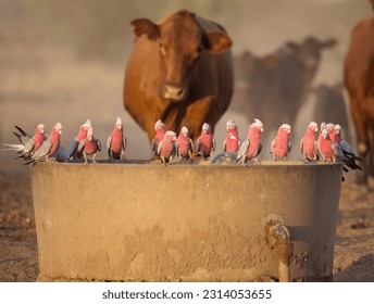 Galahs drinking water at a cattle trough on a hot summer day. The galah (Eolophus roseicapilla), also known as the ‘pink and grey’, is one of the most abundant and familiar of the Australian parrots. - Shutterstock ID 2314053655