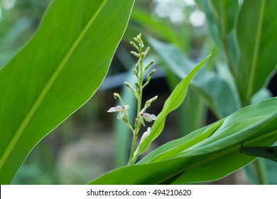 Galanga, Greater Galangal, False Galangal