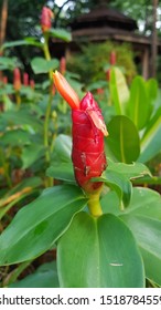 Galangal, Ginger Flower In  Vachirabenjatas  Public Park  (Rot  Fai  Public Park  Bangkok  Thailand