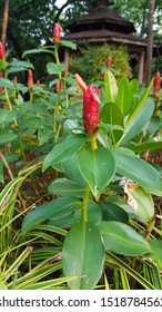 Galangal, Ginger Flower In  Vachirabenjatas  Public Park  (Rot  Fai  Public Park  Bangkok  Thailand