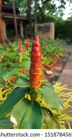 Galangal, Ginger Flower In  Vachirabenjatas  Public Park  (Rot  Fai  Public Park  Bangkok  Thailand