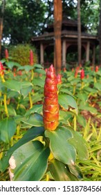 Galangal, Ginger Flower In  Vachirabenjatas  Public Park  (Rot  Fai  Public Park  Bangkok  Thailand