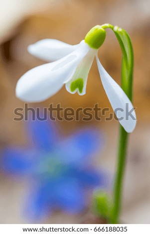 Similar – Image, Stock Photo spring bells Spring