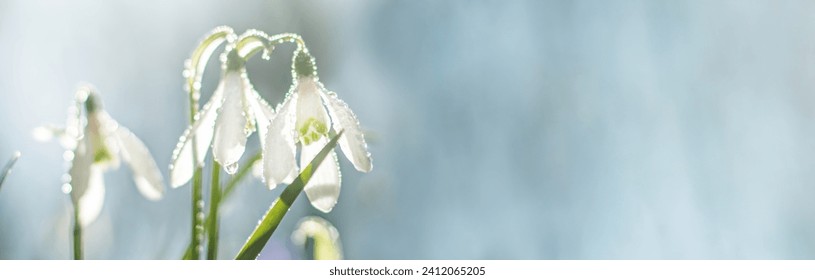 Galanthus, snowdrop flowers. Fresh spring snowdrop flowers. Snowdrops at last year's yellow foliage. Flower snowdrop close-up. Spring concept. Selective focus. Soft focus - Powered by Shutterstock