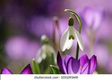 Galanthus, snowdrop, Galanthus nivalis - Shutterstock ID 1031093449