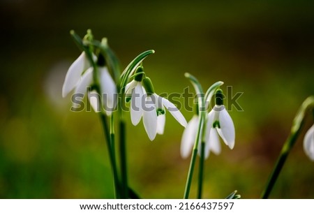 Similar – flowering snowdrops